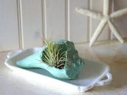 We did not find results for: Coastal Display Ideas For Tillandsia Air Plants In Shells Driftwood Glass Globes Coastal Decor Ideas Interior Design Diy Shopping
