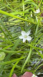 Image result for Portulacaceae