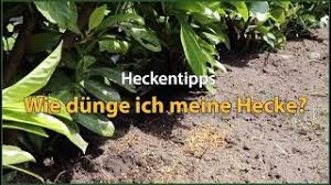 Mit kurzzeitdünger wie blaukorn oder grünkorn müssen sie zweimal, und zwar genau nach plan düngen. Wie Dunge Ich Meine Hecke Heckentipps Youtube