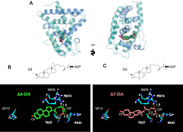 Treatment is intense, expensive and can produce adverse side effects. The Development Of The Dog Heartworm Is Highly Sensitive To Sterols Which Activate The Orthologue Of The Nuclear Receptor Daf 12 Scientific Reports