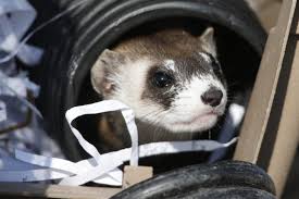 Teach your lovely pets to use a litter box and do tricks. The Biggest Nemesis Black Footed Ferrets Get Experimental Coronavirus Vaccine Colorado Public Radio