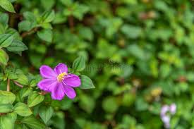 Image result for Dissotis multiflora