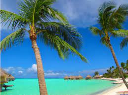 Beautiful beach with palm tree over the sand. Beach Beautiful And Exotic Image 600545 On Favim Com