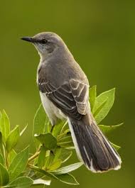 Northern Mockingbird Brown Bird With White Stripes On Wings And Tail Do Bird Songs Have Meaning Birds State Birds Texas Animals