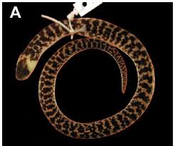 Image result for Atractus discovery