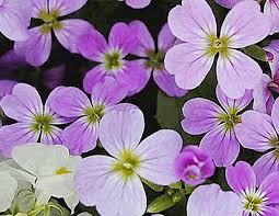 Image result for Malcolmia maritima