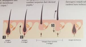 So, selepas bersalin pula, tahap estrogen mommy akan menurun, jadi rambut mommy yang sebelum ni pada keadaan 'rehat' akan kembali luruh. Kenapa Selepas Bersalin Rambut Gugur Teruk Ainul Mustafa