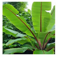 Image result for Ensete ventricosum