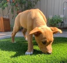 We are a located in western nc, a short driving distance from greenville, charlotte, atlanta. Puppies Of Quarantine