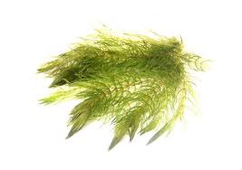 Image result for Ceratophyllaceae