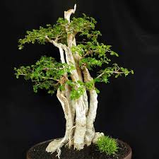 Jual Bonsai Pohon Serut Grouping Natural Minimalis Unik Tanaman Hias Di Lapak Koleksi Antik Group Bukalapak