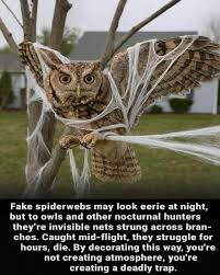 🕸️🎃 Those stretchy fake spiderwebs might look spooky… but for owls 🦉,  they're deadly traps. Gliding through the night, an owl can get tangled  mid-flight—its feathers caught, its struggle unseen in the