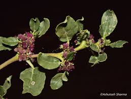 Image result for Zaleya