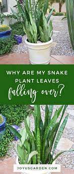 Why Are My Snake Plant Leaves Falling Over Joy Us Garden Plants Plant Leaves Snake Plant