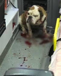 Izmir De Bulldog Cinsi Kopek Polis Kursunuyla Bile Durdurulamadi Haberegider Com