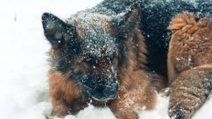Maybe you would like to learn more about one of these? Animal Legal Defense Fund Offers 5 000 Reward In Case Of German Shepherd Shot To Death Left In Ditch Animal Legal Defense Fund