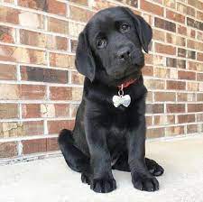 Intelligent, loyal, and family friendly: Sammy Labrador Retriever Labrador Retriever Puppies Lab Puppies For Sale Lab Puppy For Sale Labrador Retiever For Sale