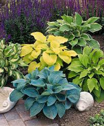 There are numerous shrub varieties that can azaleas are flowering shade shrubs that are part of the genus rhododendron. Hosta Mixed Plants For Shady Areas Plants Hosta Gardens