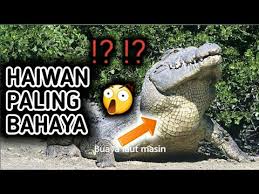 Iluminasi.com kongsikan 6 monyet paling pelik di dunia. 10 Haiwan Paling Bahaya Di Dunia Youtube