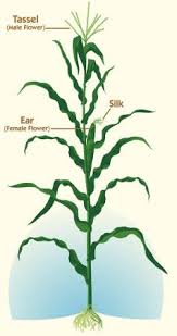Burrus Detasseling On Wand-Tv - Burrus Seed