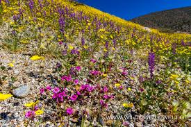 Sand verbena among california dandelions : Super Bloom Wildflowers Wildblumen Im Anza Borrego State Park California Www Wilde Weite Welt De