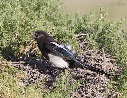 Our dye studio is not open to the public, but we would love to see you at our brick & mortar shop, magpie market, located at 141 n market street, in historic downtown frederick, md. Black Billed Magpie Nesting Behavior Feathered Photography