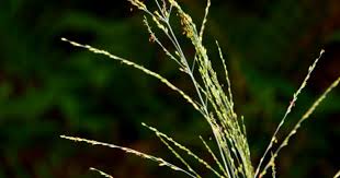 Image result for Panicum maximum