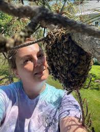 The Raunchy Garden Homestead offers complimentary FREE honeybee removal  services! 💛 We only charge for Hornet Removal! We do not utilize poisons  during the removal process and are ranked second
