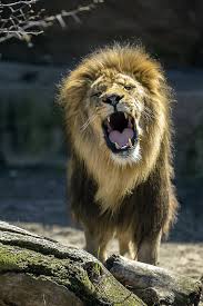 Photo Of The Week June 3 Lincoln Park Zoo Lincoln Park Zoo Photos Of The Week Zoo