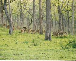 Image of Moist Deciduous Forest Karnataka