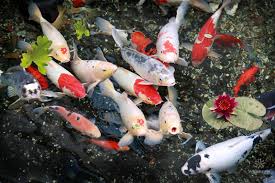 Ngoài ra, nó cũng là quà tặng ý nghĩa cho những sĩ tử sắp vượt qua các cuộc thi quan. 30 Hinh Ná»n Ca Chep Ä'áº¹p Mang Tai Lá»™c Cho Gia Ä'inh Báº¡n
