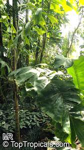 Image result for Aiphanes horrida