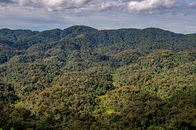 Image result for Chrysophyllum gorungosanum