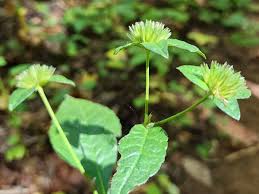 Image result for Elephantopus