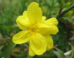 Image result for Jasminum meyeri-johannis