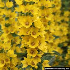 No insect cares to even rest its wings by perching on yellow loosestrife. Lysimachia Punctata