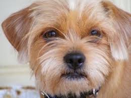 Black And White Shih Tzu Dachshund Mix Shih Tzu Hybrid Dogs Schweenie Dachshund Mix Hybrid Dogs