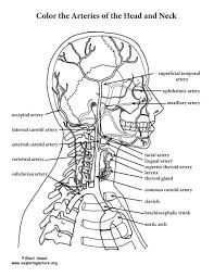 Footnotes to the illustrated pages refer to dr. Anatomy Coloring Pages Free Eye Muscles Coloring Best B88 Overate