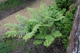 Image result for Pteris preussii