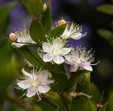 Image result for Myrtus communis