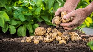 Wenn die kartoffel runter rutscht, ist sie. Kartoffeln Ernten Und Lagern Die Wichtigsten Tipps Ndr De Ratgeber Garten Nutzpflanzen