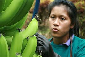 Banana: The Fate of the Fruit that Changed the World: Banana Economics
