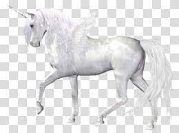 The Black Unicorn Horse Fantasy Angel Unicorn White Unicorn Transparent Background Png Clipart Horse Silhouette Grey Horse Unicorn Horse
