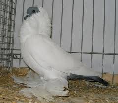 انواع حمام الزينة | Pigeon, Doves