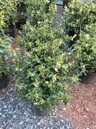 Steeds holly is an easy to grow, densely branched evergreen shrub with a natural pyramidal form. Ilex X Meser Blue Princess Holly Blue Blue Princess 3 Behmerwald Nursery