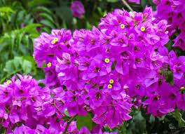 Lady orchid tumbuh dengan warna putih yang dihiasi dengan warna ungu gelap di bagian pinggir dan bagian tengah. 5 Macam Bunga Dengan Warna Menawan Yang Menawarkan Optimisme Klik Hijau