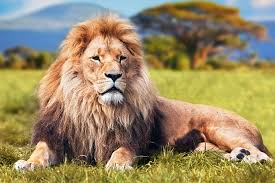 It thanks you for freeing it and grants you three wishes, however none of the can be for your own selfish benefit. 55 Interesting And Fun Lion Facts For Kids