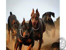 Doberman Dog For Sale At Best Price In Mumbai Maharashtra India In Pet Animals And Accessories Category Doberman Pinscher Doberman Dogs Doberman Pinscher Dog