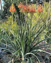 Image result for Aloe cooperi
