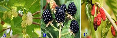 Image result for Morus